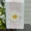 Helleborus orientalis Dafine