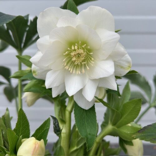 Helleborus orientalis Dafine