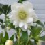 Helleborus orientalis Dafine