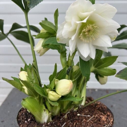 Helleborus orientalis Dafine