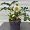 Helleborus orientalis Dafine