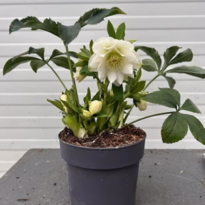 Helleborus orientalis Dafine