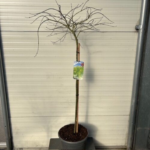 Acer pal. 'Dissectum' stamhoogte 90 cm (Japanse Esdoorn)