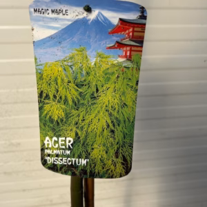 Acer pal. 'Dissectum' stamhoogte 90 cm (Japanse Esdoorn)