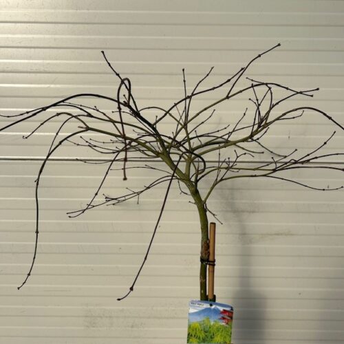 Acer pal. 'Dissectum' stamhoogte 90 cm (Japanse Esdoorn)