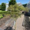 Acer pal. 'Dissectum' stamhoogte 90 cm (Japanse Esdoorn)