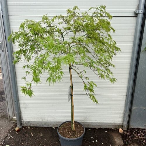 Acer pal. 'Dissectum'