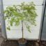 Acer pal. 'Dissectum'
