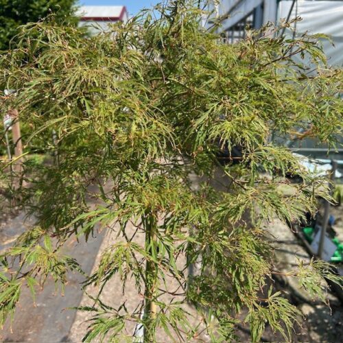 Acer pal. 'Dissectum' stamhoogte 90 cm (Japanse Esdoorn)