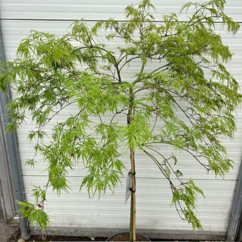 Acer pal. 'Dissectum'