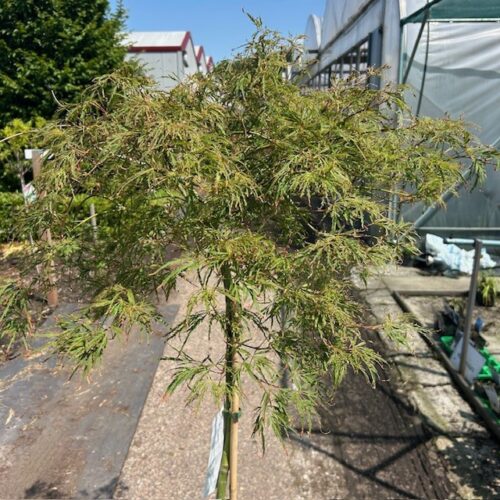 Acer pal. 'Dissectum' stamhoogte 90 cm (Japanse Esdoorn)