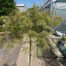 Acer pal. 'Dissectum' stamhoogte 90 cm (Japanse Esdoorn)