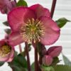 Helleborus Elemental