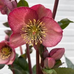 Helleborus Elemental