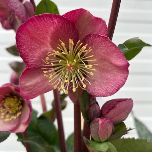 Helleborus Elemental