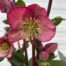 Helleborus Elemental