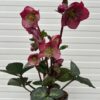 Helleborus Elemental