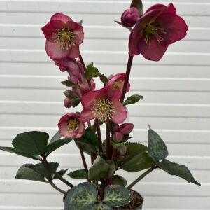 Helleborus Elemental
