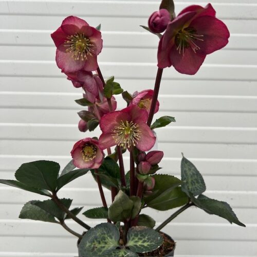 Helleborus Elemental
