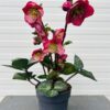 Helleborus Elemental