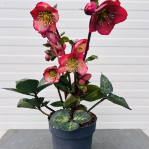 Helleborus Elemental