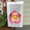 Helleborus Elemental