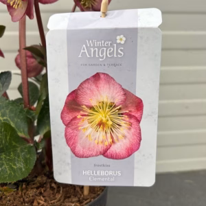 Helleborus Elemental