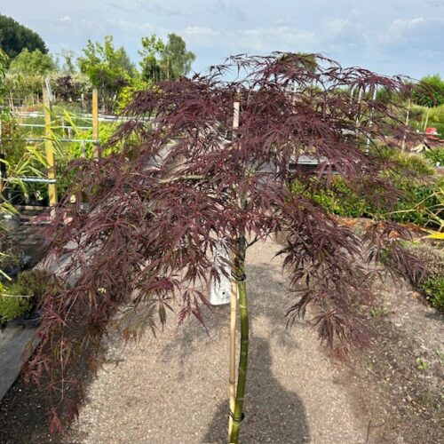 Acer pal. 'Garnet' stamhoogte 90 cm (Japanse Esdoorn)