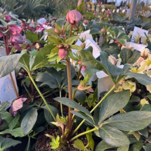 Helleborus orientalis Larissa