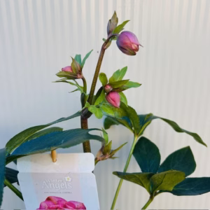 Helleborus orientalis Larissa