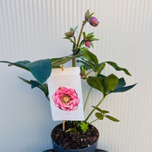 Helleborus orientalis Larissa