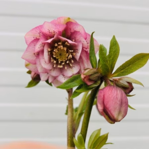Helleborus orientalis Larissa