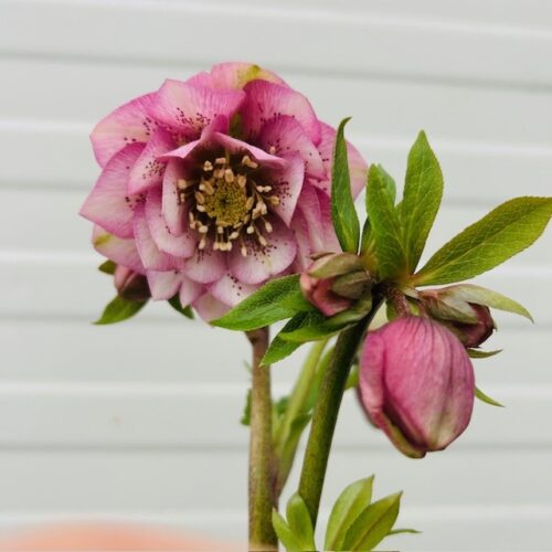 Helleborus orientalis Larissa