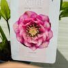 Helleborus orientalis Larissa