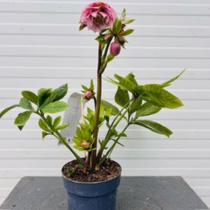 Helleborus orientalis Larissa