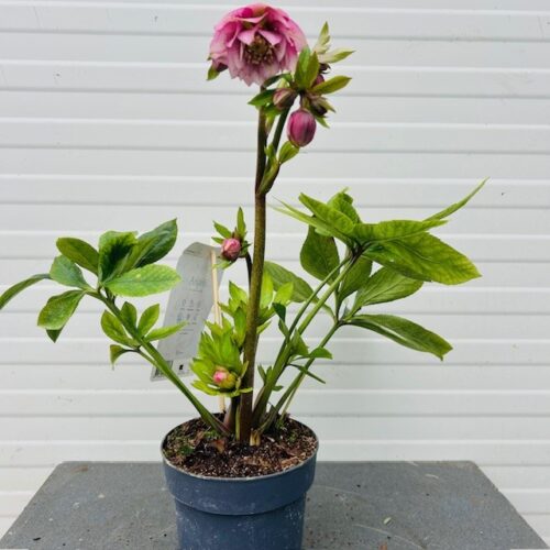 Helleborus orientalis Larissa