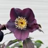 Helleborus orientalis Lucy