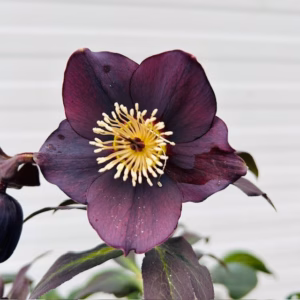 Helleborus orientalis Lucy