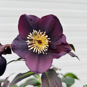 Helleborus orientalis Lucy