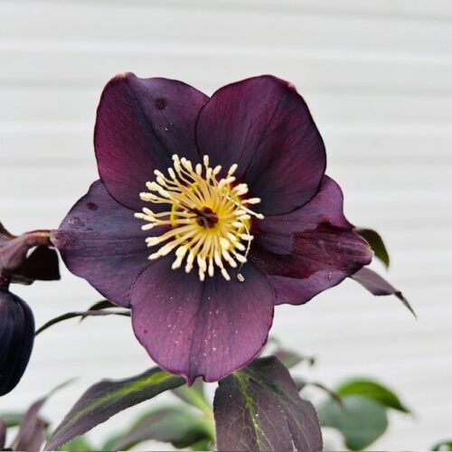Helleborus orientalis Lucy