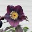 Helleborus orientalis Lucy