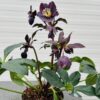 Helleborus orientalis Lucy