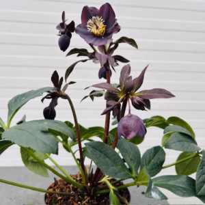 Helleborus orientalis Lucy