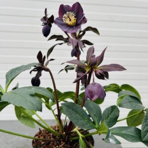 Helleborus orientalis Lucy