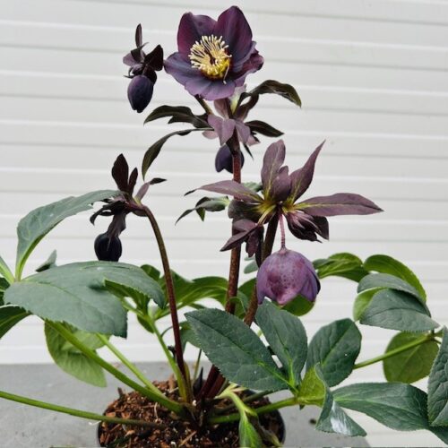 Helleborus orientalis Lucy