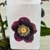 Helleborus orientalis Lucy