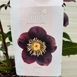 Helleborus orientalis Lucy