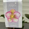 Helleborus orientalis Magica