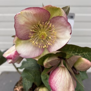 Helleborus orientalis Magica