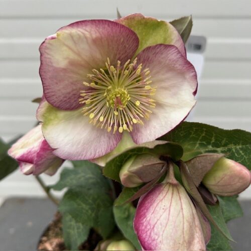 Helleborus orientalis Magica